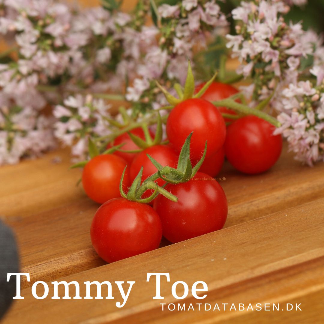 Tommy Toe (Red)